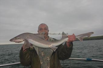 13 lb Starry Smooth-hound by Harry