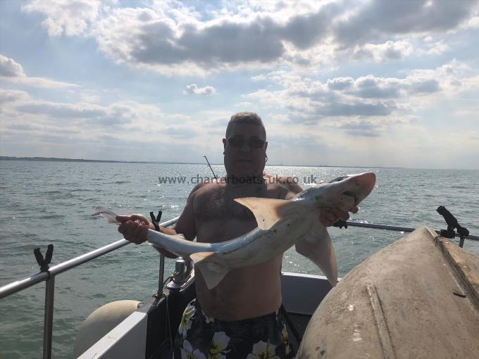 15 lb 2 oz Starry Smooth-hound by Unknown