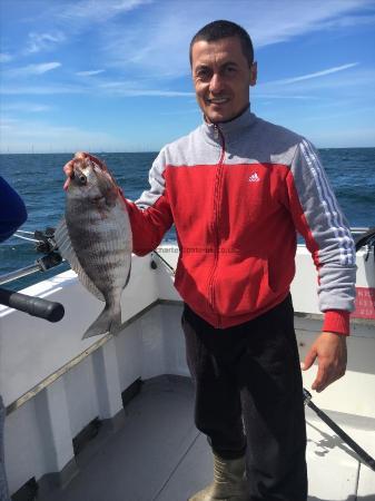 2 lb Black Sea Bream by Unknown