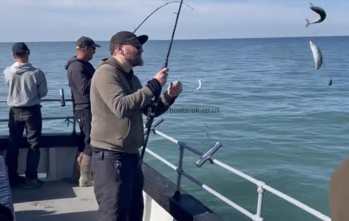 1 lb Mackerel by Unknown