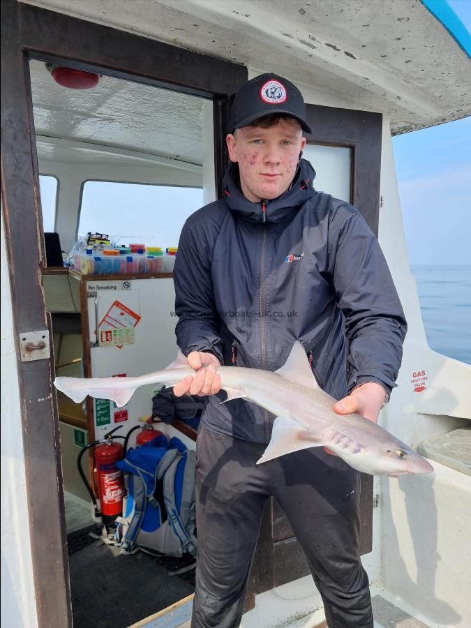 5 lb Starry Smooth-hound by Dylan Spilsbury