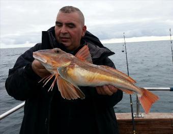 4 lb 11 oz Tub Gurnard by Mark Taylor