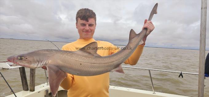 15 lb 2 oz Starry Smooth-hound by Jordan