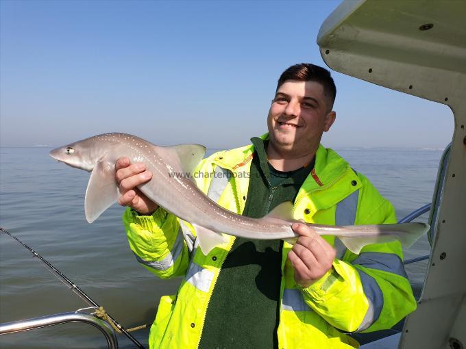 6 lb Starry Smooth-hound by Bob Marshall