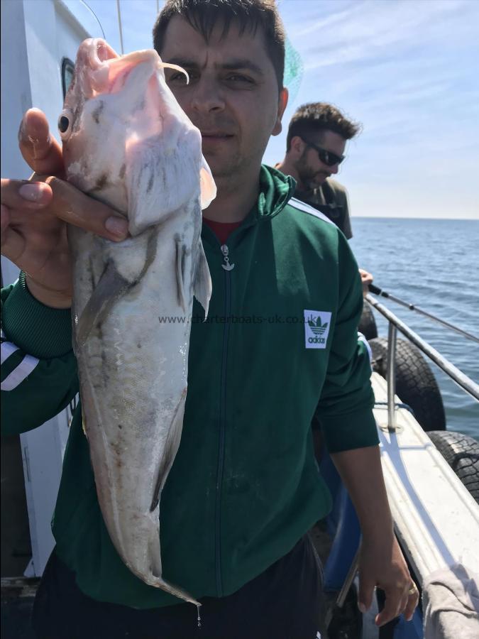 4 lb Cod by Mario on for wreck fishing 24th June 2018