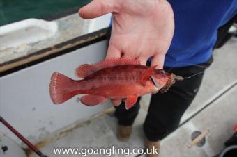 8 oz Ballan Wrasse by Mike