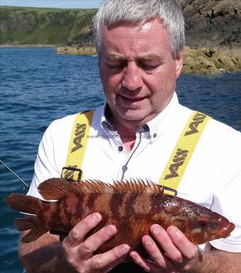 2 lb 8 oz Ballan Wrasse by kenny