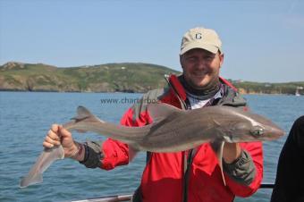 13 lb Starry Smooth-hound by Daniel