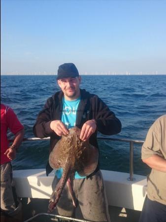 4 lb Thornback Ray by Unknown