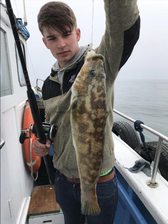 2 lb Ballan Wrasse by Callum from colchester