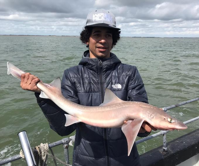 7 lb Smooth-hound by Unknown