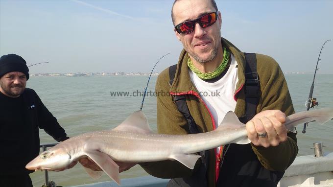 5 lb Starry Smooth-hound by Mark