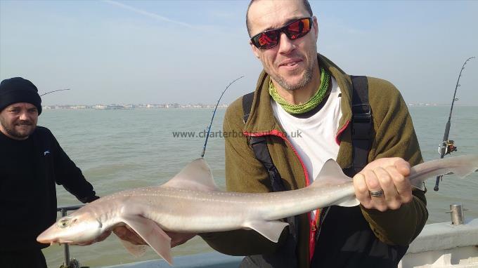 5 lb Starry Smooth-hound by Mark