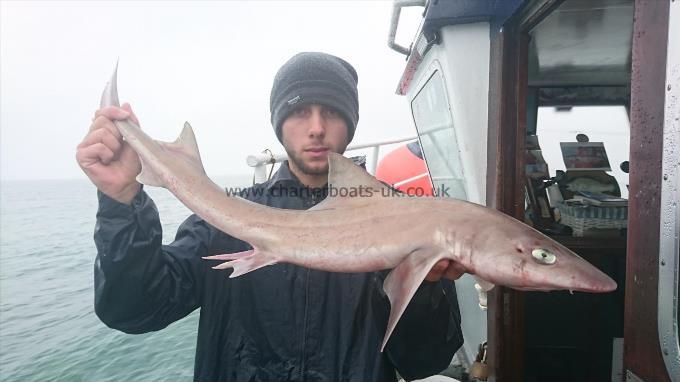 7 lb 2 oz Smooth-hound (Common) by Dan from Kent