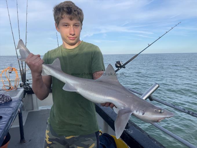8 lb Starry Smooth-hound by Unknown