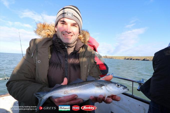 2 lb Coalfish (Coley/Saithe) by Dave