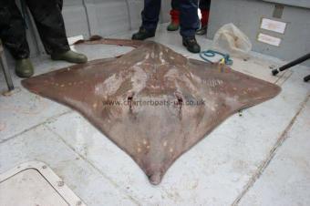200 lb Common Skate by Unknown