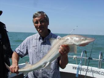 11 lb 8 oz Starry Smooth-hound by Unknown