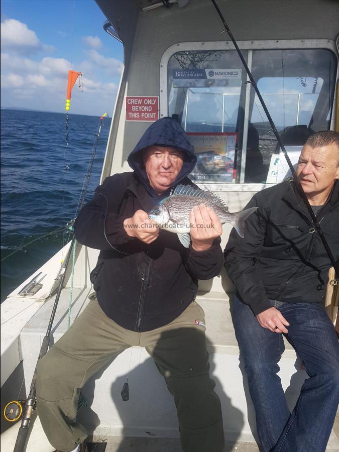 2 lb 4 oz Black Sea Bream by Unknown