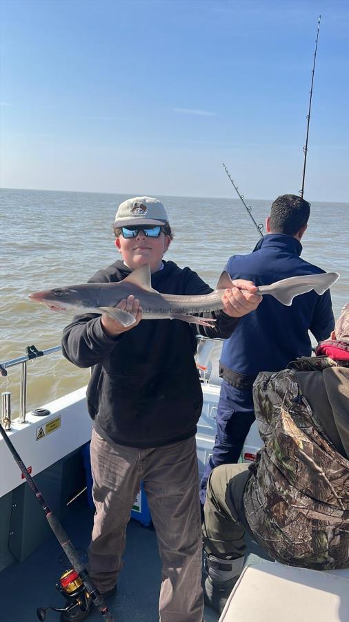5 lb 2 oz Starry Smooth-hound by Max