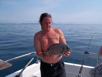 3 lb 3 oz Black Sea Bream by Unknown