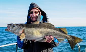 14 lb 8 oz Pollock by William Sanders