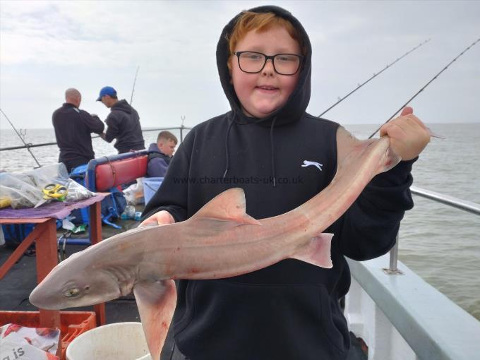 6 lb Starry Smooth-hound by Jake