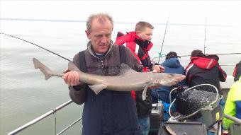 11 lb Starry Smooth-hound by tim jones