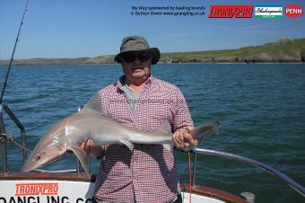 14 lb Starry Smooth-hound by Dave