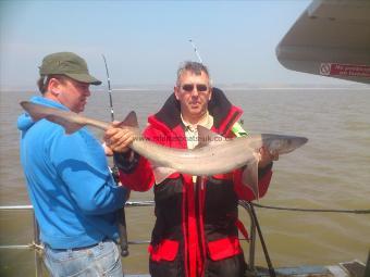 11 lb 4 oz Smooth-hound (Common) by sean never mind the cod garner