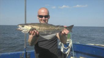 4 lb 3 oz Pollock by Lee Jones