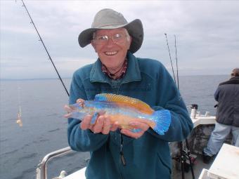 1 lb Ballan Wrasse by Robin Crawshaw from Ilkley.