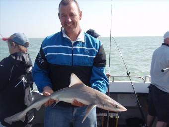 11 lb 6 oz Smooth-hound (Common) by Steve Draper