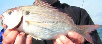 1 lb 8 oz Red Sea Bream by Unknown