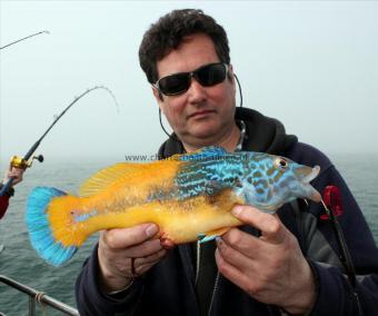 3 lb Cuckoo Wrasse by Clive Webb