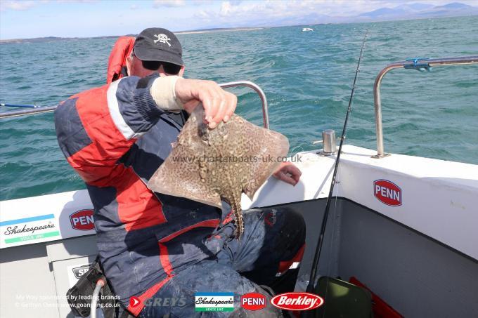 3 lb Thornback Ray by Colin