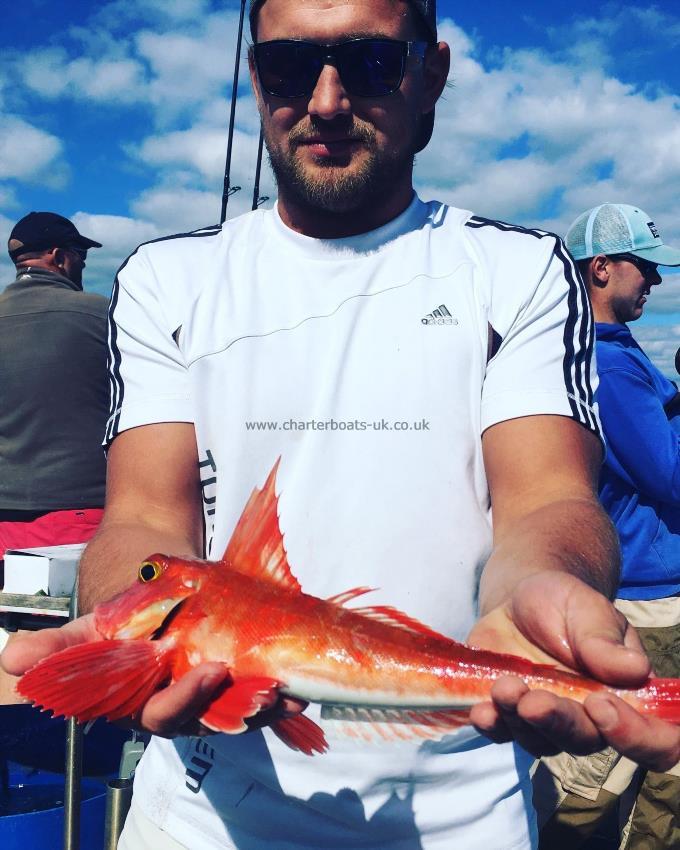 2 lb 6 oz Red Gurnard by Tom Rhodes