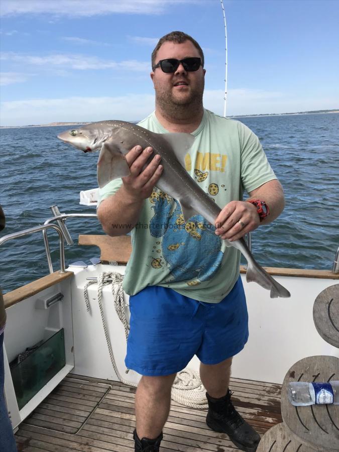 5 lb Starry Smooth-hound by James