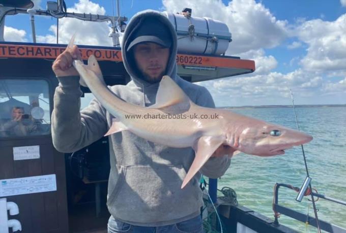 12 lb Smooth-hound by Unknown