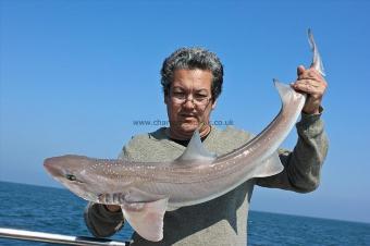 12 lb Starry Smooth-hound by Gareth