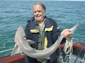 2 oz Smooth-hound by Unknown