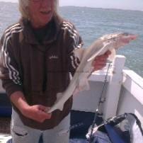 3 lb Smooth-hound (Common) by Dave