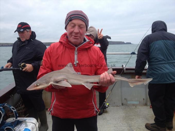 5 lb Smooth-hound (Common) by Mal