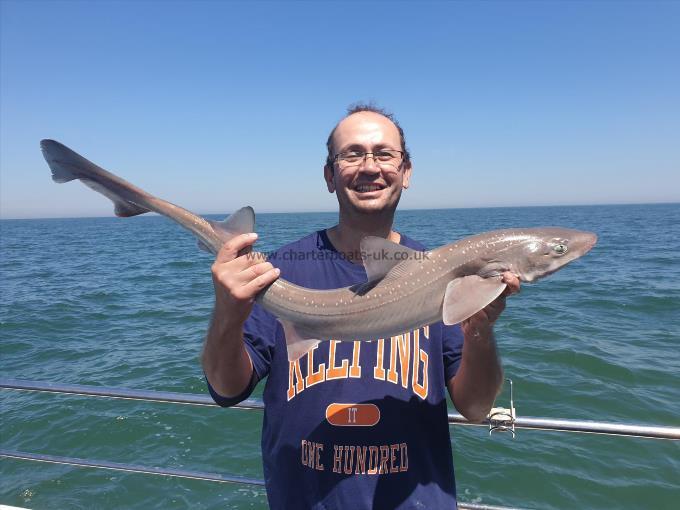 8 lb 4 oz Starry Smooth-hound by Bob Marshall