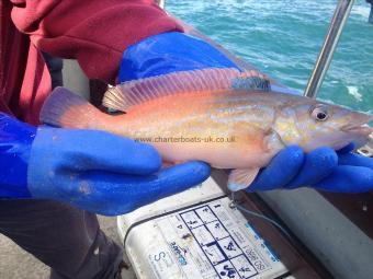 1 lb Cuckoo Wrasse by Natasha's friends