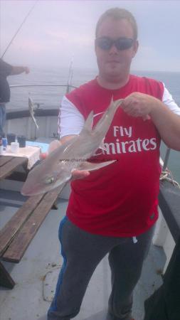 4 lb Starry Smooth-hound by warren from ramsgate