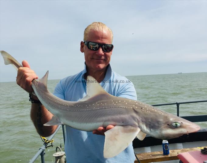 9 lb Starry Smooth-hound by Unknown