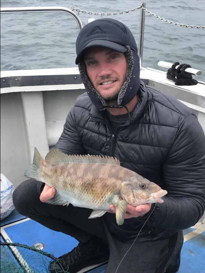 3 lb 12 oz Ballan Wrasse by Unknown