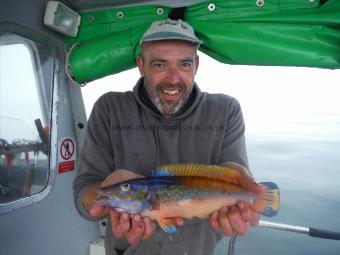 1 lb 12 oz Cuckoo Wrasse by Dave Croskery