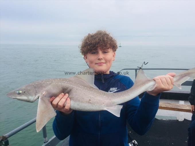 6 lb 9 oz Smooth-hound (Common) by Unknown